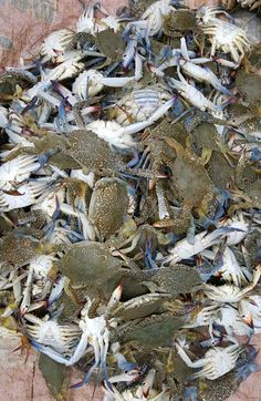 a pile of blue crabs sitting on top of a wooden table