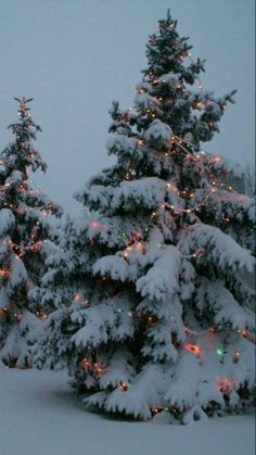 two evergreen trees covered in snow with christmas lights all around them and the tops are lit up