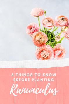 pink flowers in a vase with the words 5 things to know before planting ranunculas