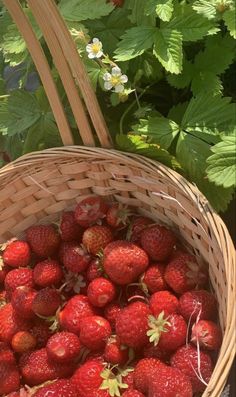 a basket full of strawberries sitting in the grass