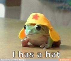 a frog wearing a yellow hat with the words i has a hat on it's head