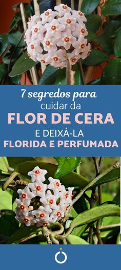 the flowers are blooming on this plant with blue and white text that reads, segredos para cuidar da flor de cera