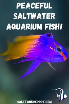 a colorful fish with the words peaceful saltwater aquarium fish on it's side