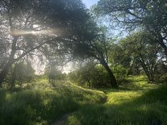 the sun shines through the trees and grass in an open area with tall grass