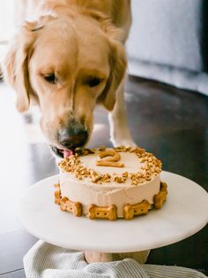 Dog Birthday Cake No Pumpkin, Pup Birthday Cake, Pup Cakes Doggie Birthday, Puppy Cake For Dogs, Cake For Dogs Birthday Ideas, Dog Cake Recipe Pumpkin, Dog Cake Recipe, Dog Baking, Pup Cakes