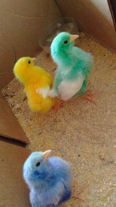 two small birds are sitting in a cardboard box on the floor next to each other