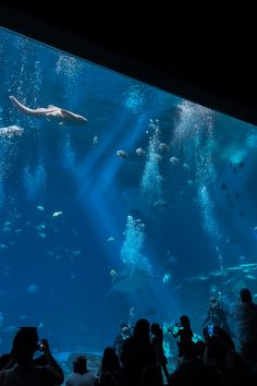 people are looking at an aquarium with fish and other things in the water as well