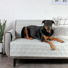 a black and brown dog laying on top of a couch next to a potted plant