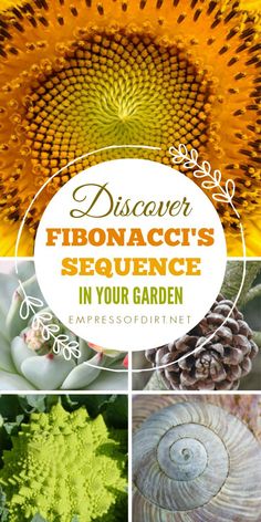 four different pictures with the words disaver fibonaci's sequence in your garden