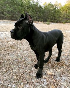 a black dog standing on top of a dry grass covered field with trees in the background