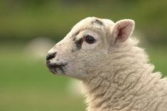 a white sheep standing on top of a lush green field