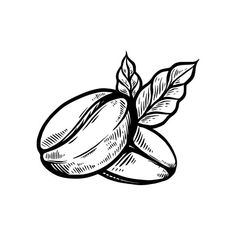 almonds with leaves on white background hand drawn sketch illustration stock illustration 947986