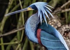 a colorful bird standing on top of a tree branch