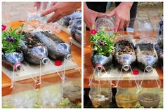 two pictures showing different stages of growing plants in empty wine bottles on a wooden table