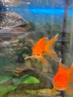 two orange fish swimming in an aquarium