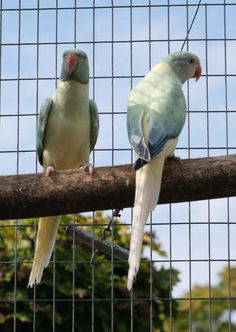 two parakeets sitting on a tree branch next to each other