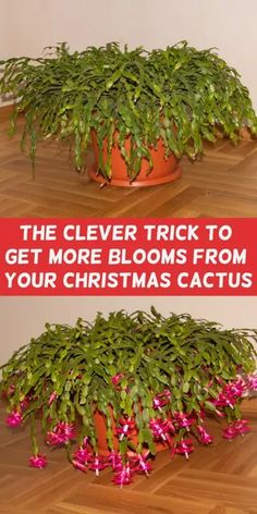 the secret to getting your christmas cactus to bloom