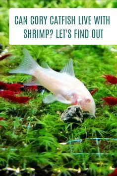 a fish that is swimming in the water with grass and plants around it, text reads can coy catch live with shrimp? let's find out