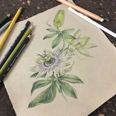 some colored pencils are laying on top of a piece of paper with a drawing of a flower