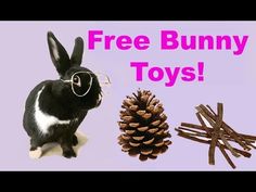 a rabbit wearing glasses next to a pile of sticks and a pine cone with the words free bunny toys