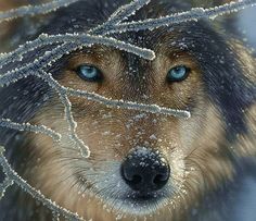 a wolf with blue eyes is looking at the camera while covered in ice and frost