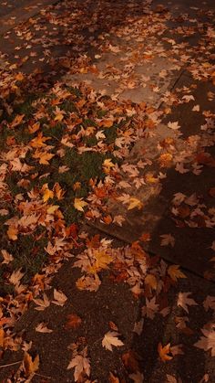 a fire hydrant sitting on the side of a road covered in leaves