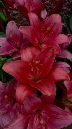 #homedecor, #interiordesign, #homedesign, #decor inspiration Lilies In The Garden, Lilies Wallpaper Iphone, Red Lily Aesthetic, Lilys Aesthetic, Lilies Flowers Aesthetic, Tiger Lily Aesthetic, Plante Aesthetic, Lily Flower Aesthetic