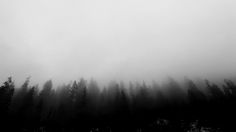 black and white photograph of trees in the fog