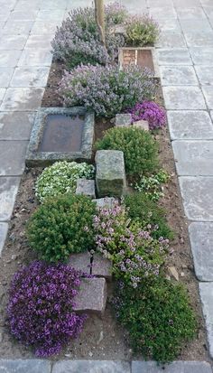 an assortment of flowers and rocks in a garden