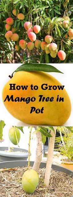 how to grow mango tree in pot