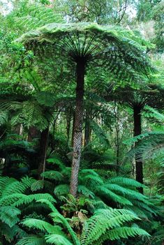 a large tree in the middle of a forest with lots of green leaves on it