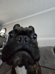 a close up of a dog's face on a couch