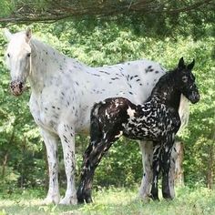 two horses standing next to each other on a lush green field with trees in the background