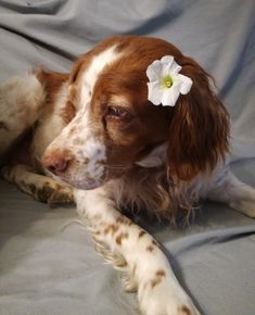 a brown and white dog laying on top of a bed