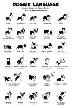 an illustrated poster showing different types of dogs and cats in various positions, including the names of