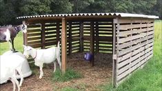 two goats and one horse are standing in the hay next to a wooden structure with a roof