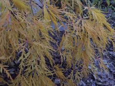 yellow leaves on a tree in the woods