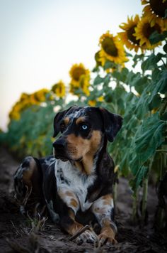 a black and brown dog laying on top of a dirt field next to sunflowers