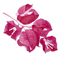 a drawing of pink flowers on a white background