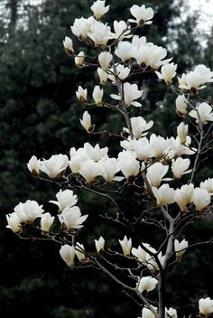 a tree with white flowers in front of some trees