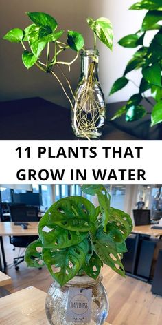 plants that grow in water with the words 11 plants that grow in water above them