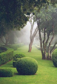 a foggy park with trees and bushes in the foreground