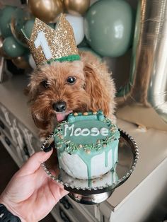 a small dog wearing a birthday hat and holding a cake with the number 1 on it