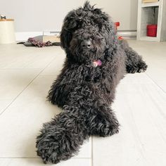 a shaggy black dog laying on the floor