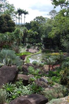 a lush green forest filled with lots of trees and plants next to a river surrounded by rocks