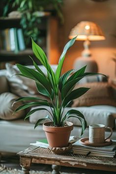 a potted plant sitting on top of a table next to a coffee cup and saucer