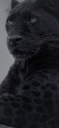 a black cat is looking at the camera