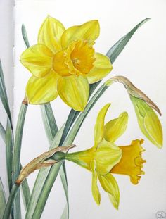 watercolor painting of yellow flowers on white paper