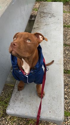 a brown dog wearing a blue jacket sitting on top of a cement bench