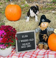 a small dog sitting next to pumpkins and a sign that says, elsa 7 weeks old ready mid - dec